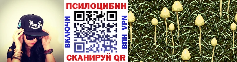 продажа наркотиков Новочебоксарск Псилоцибиновые грибы Cubensis